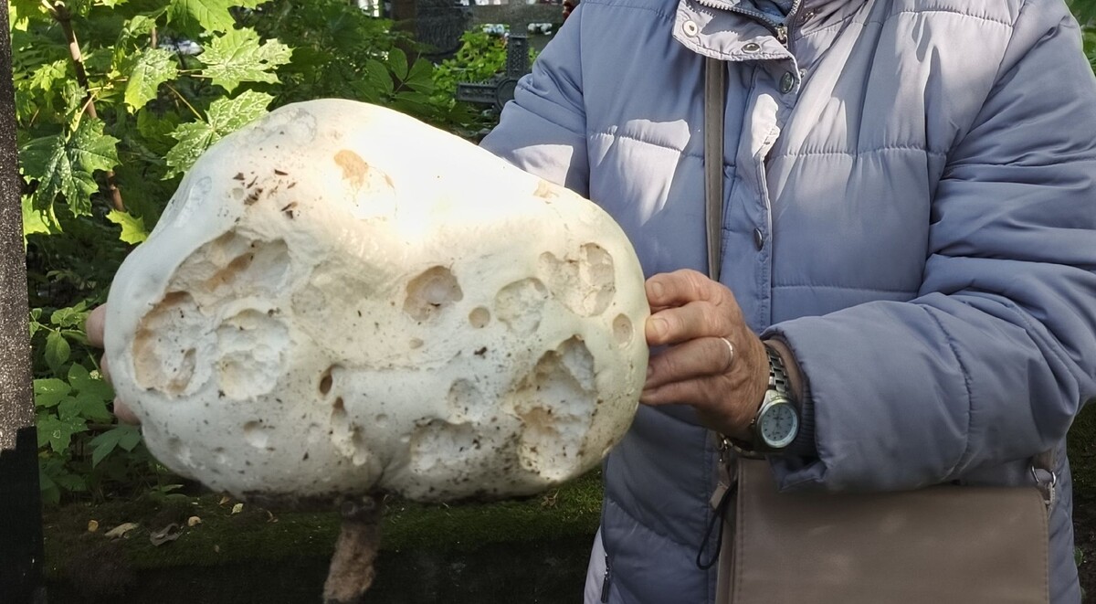 Фото: https://vk.com/wall197098350_8638?z=photo197098350_457280224%2Fwall197098350_8638