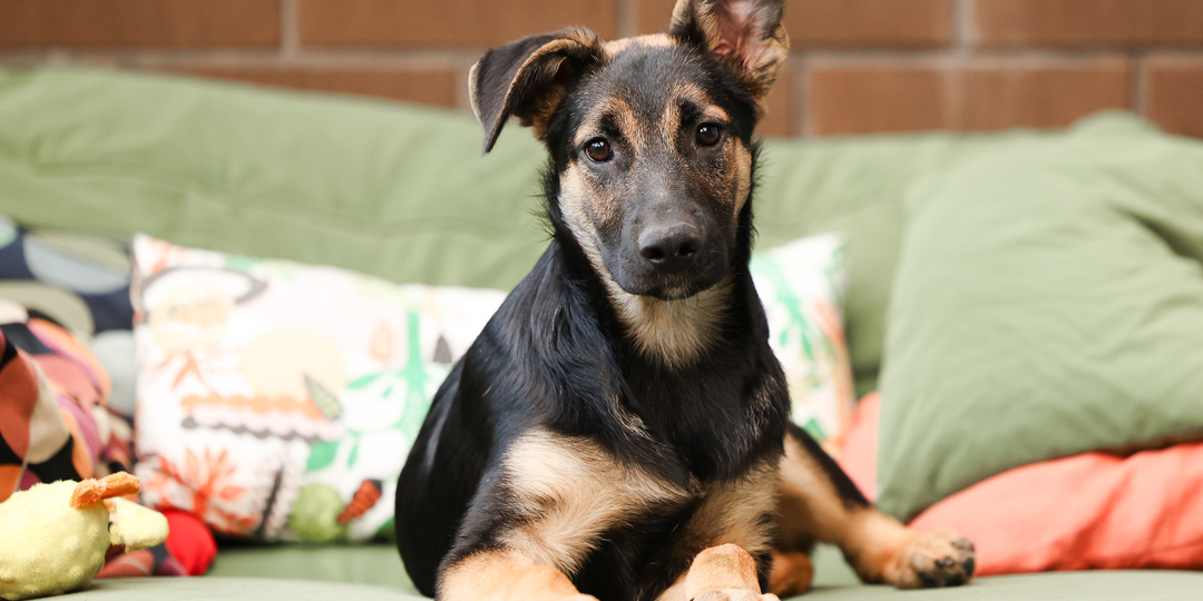 Хотите завести щенка для жизни в квартире, обратите внимание на это резюме. Этот щенок идеально подходит для этого