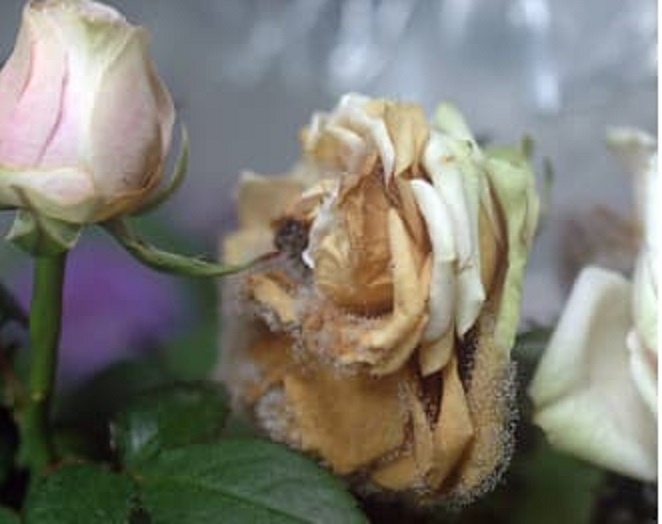 Серая гниль на розах
