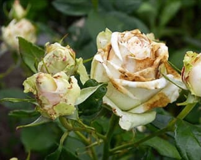 Серая гниль на розах