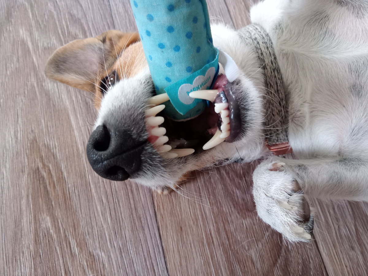 Грызет добычу