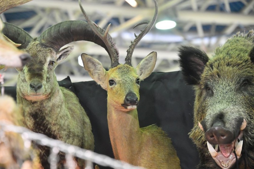    С первого октября в Ростовской области стартует сезон охоты на целый ряд диких животных. Владимир ВЕЛЕНГУРИН