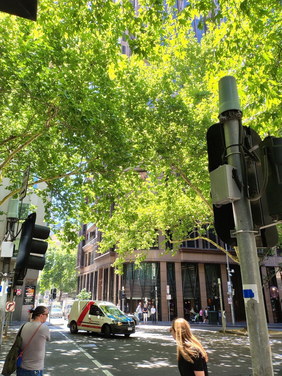 Летом ветки кленов на некоторых улицах смыкаются и дают тень.