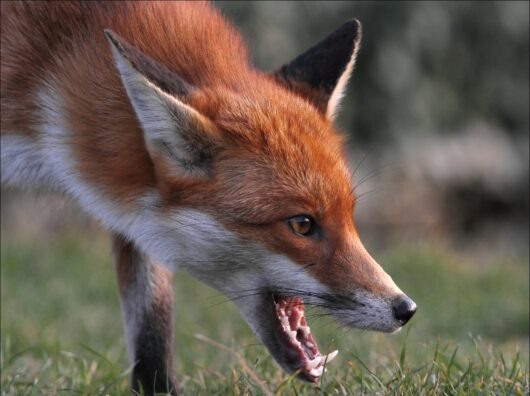    //Фото с сайта econet.ru