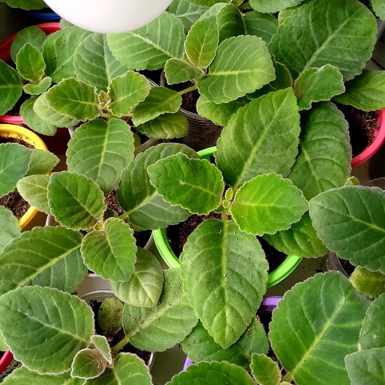 Вот они, те самые глоксинии, которые будут расти всю зиму, наращивать клубень