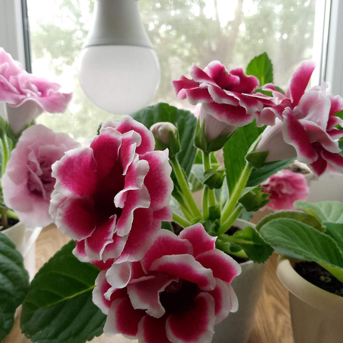 Летнее цветение, но тоже какую-то часть дня включаю лампы (окна выходят на северо-запад)