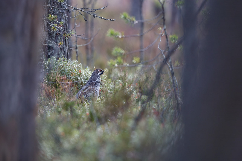    Илья Тимин открыл фотоохоту на рябчиков в КарелииИлья Тимин