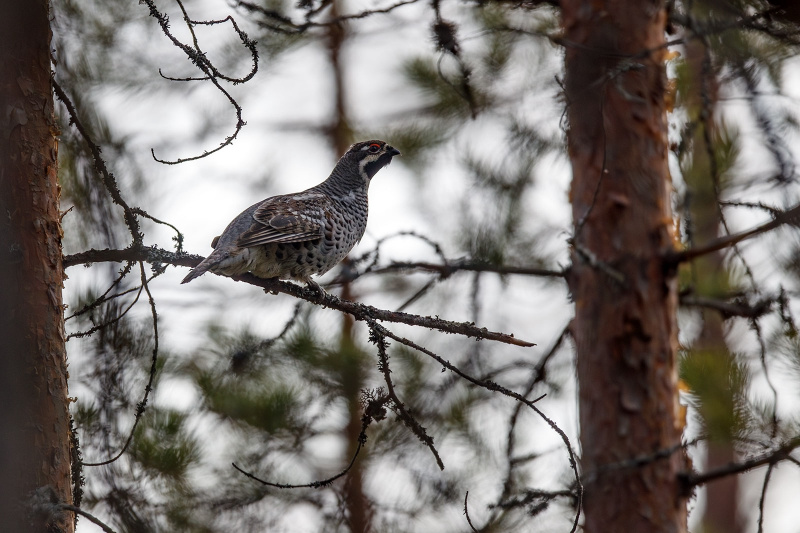    Илья Тимин открыл фотоохоту на рябчиков в КарелииИлья Тимин