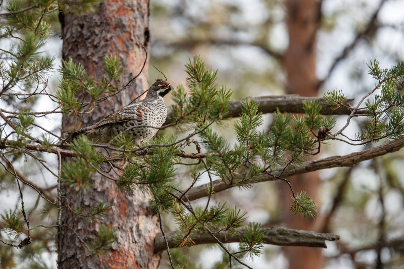    Илья Тимин открыл фотоохоту на рябчиков в КарелииИлья Тимин