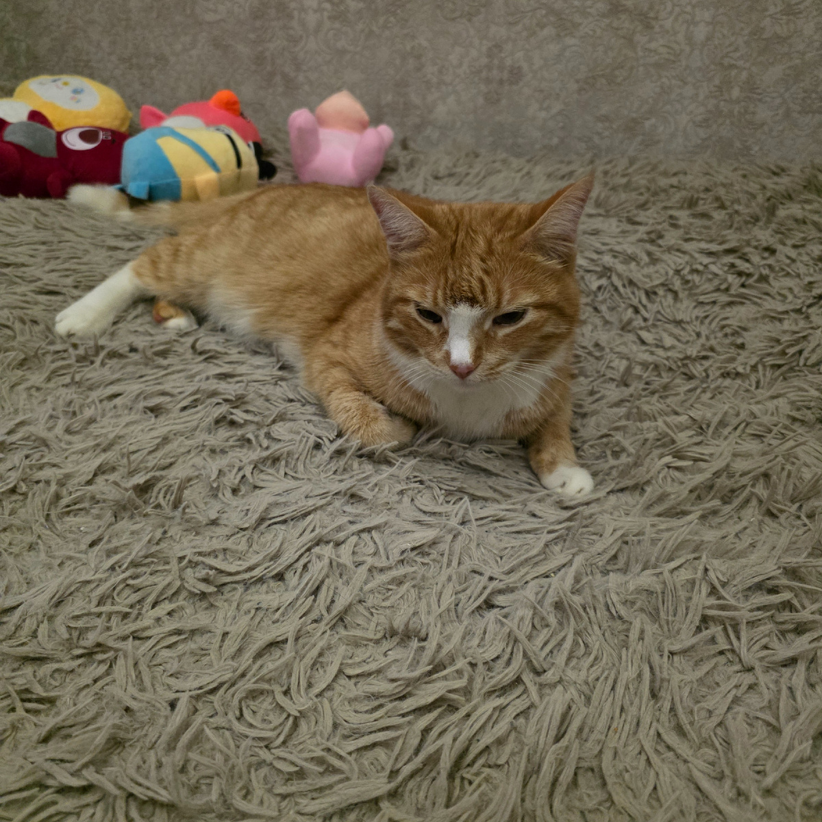 Гриша не в настроении 