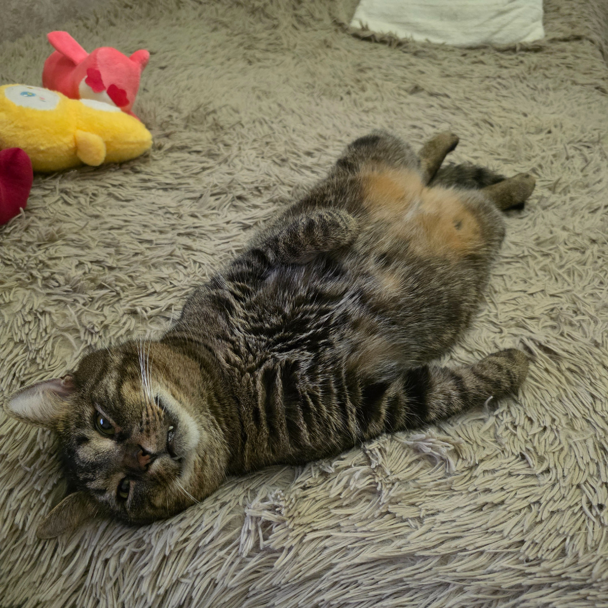 Прайсик мирно спал, когда мы приехали