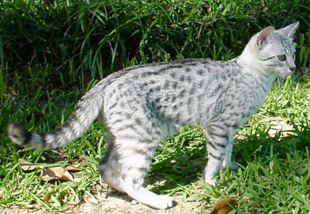 Египетская мау — одна из самых древних и завораживающих пород кошек с глазами цвета молодого крыжовника и пятнистой шерстью, напоминающей диких кошек африканской саванны.