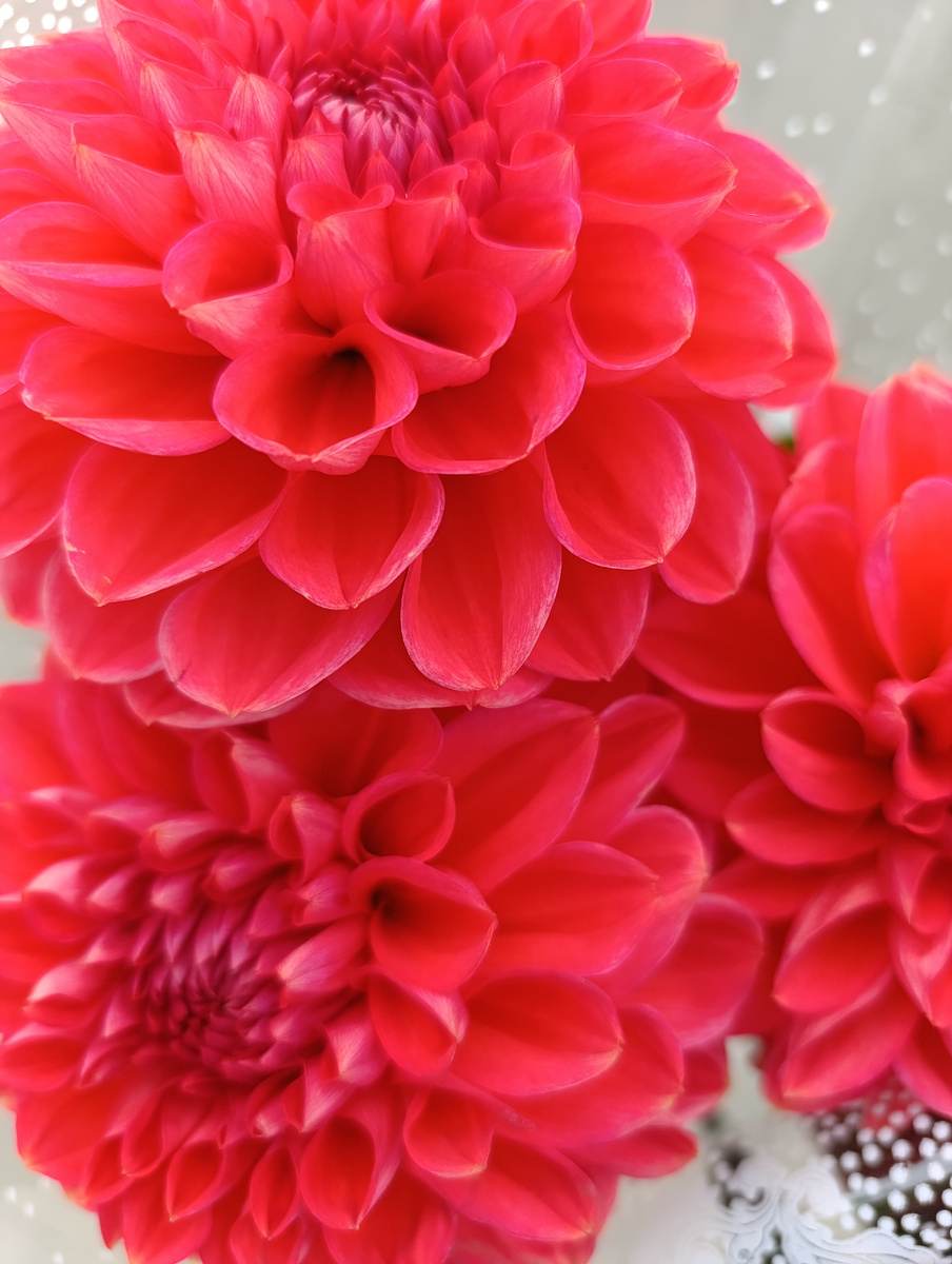 Георгины. Их сейчас очень много. 