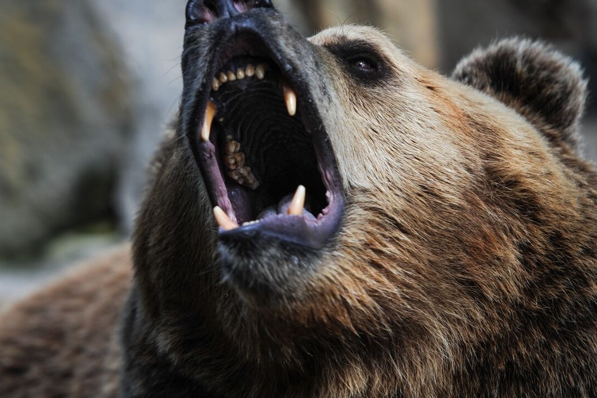    Фото: Vladimir Astapkovich, источник: sputniknews.com