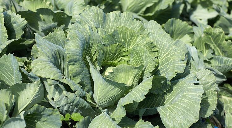 Фото: Елена Журавлёва (архив)