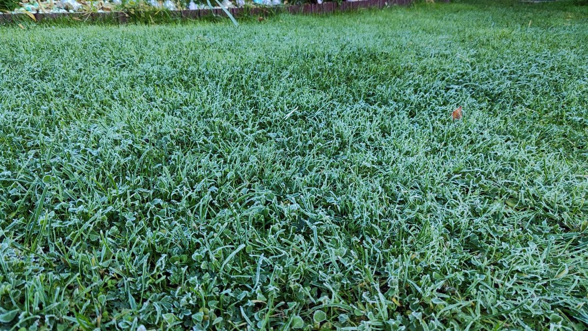 Лужайка побелела от инея.