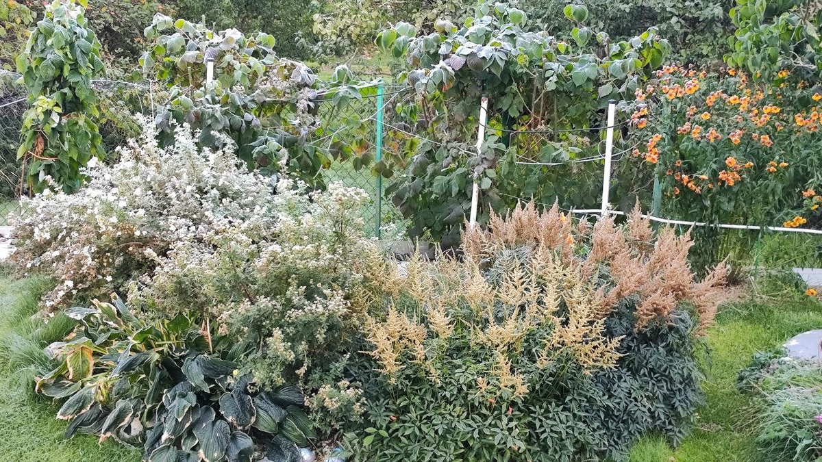 Лапчатник еще цветет, астильбы тоже готовы радовать, но мороз решил иначе.