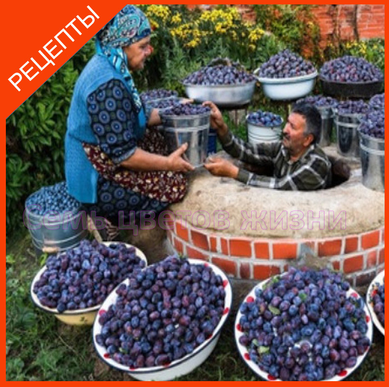 Богатый урожай сливы