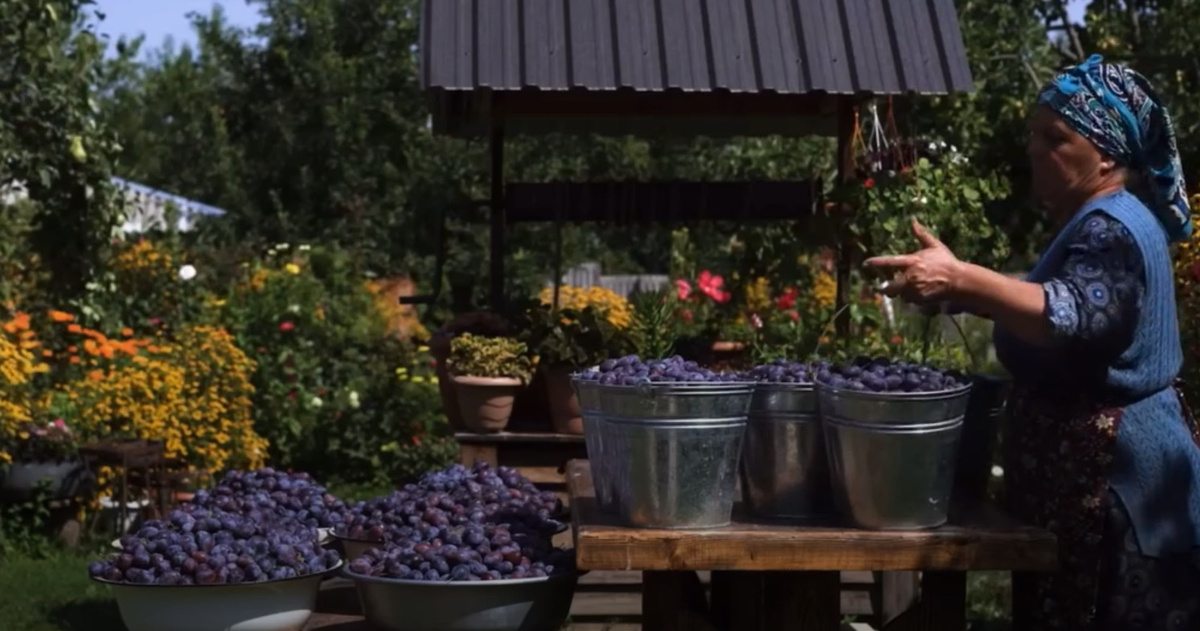 Сбор сливы — первый и самый важный этап. Плоды должны быть максимально спелыми, неповрежденными, чтобы получился качественный и вкусный чернослив