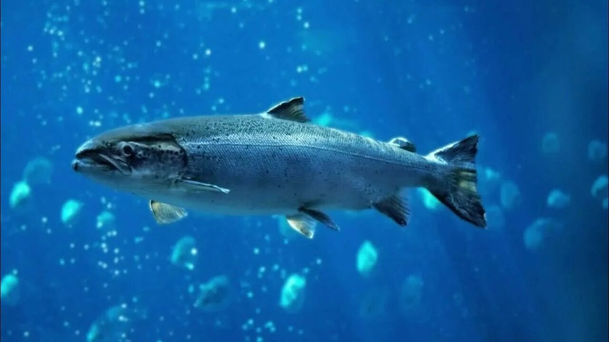 Одним из самых интересных и одновременно удивительных примеров служит жизнь атлантического лосося. Источник фото - https://clk.li/LROF