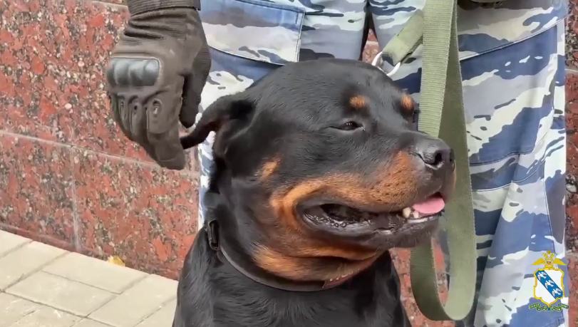 Фото: УМВД России по Курской области