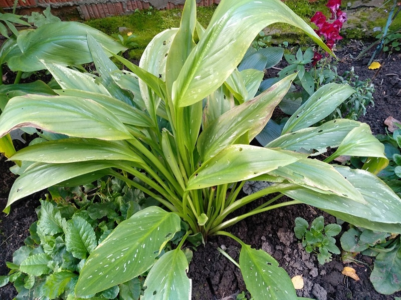 Калла «Кристал Блаш» — во второй декаде сентября. Листья начали желтеть