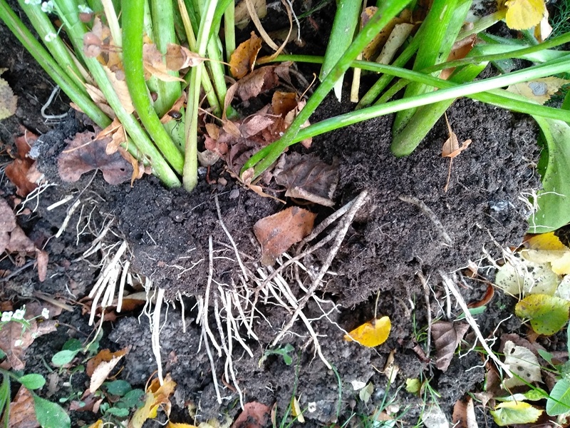 Подкопанный куст с разных сторон, приподнимаю