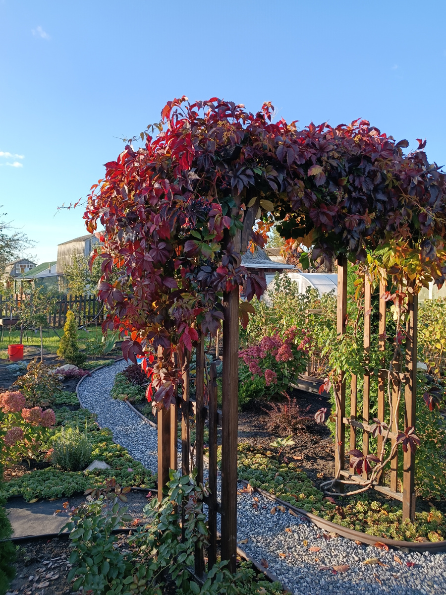 29 сентября , последние денёчки "красуется" дикий виноград