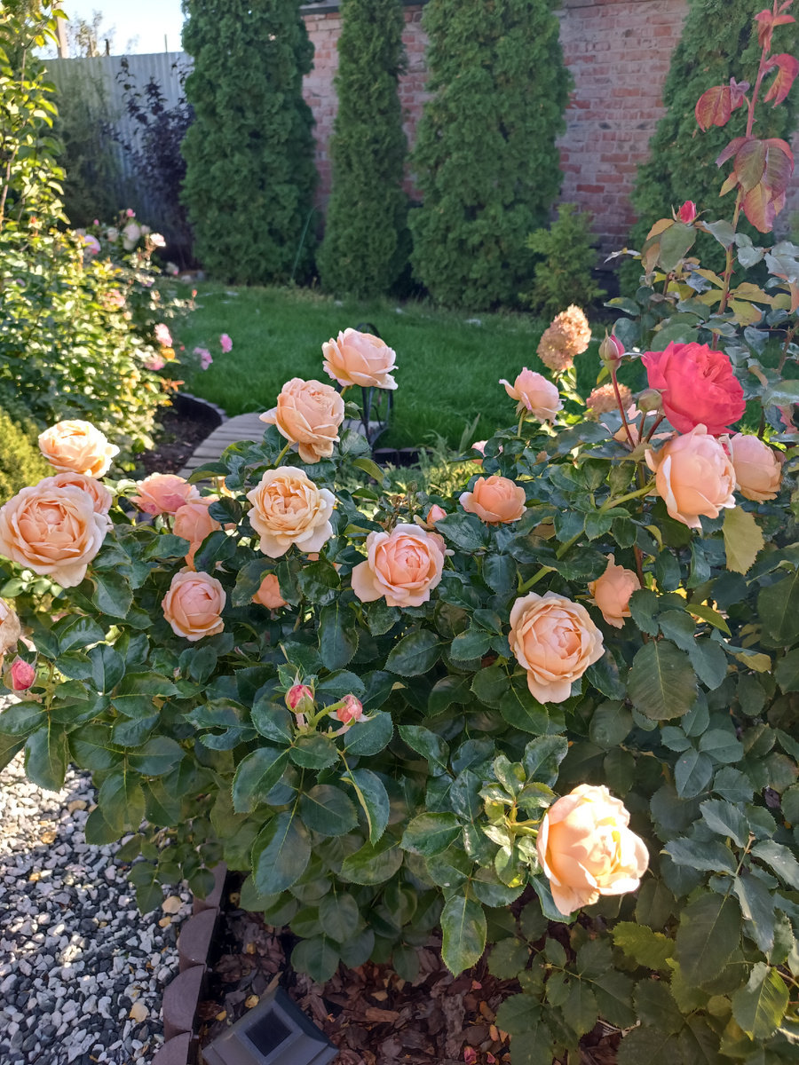 Йорсик, 14 сентября 