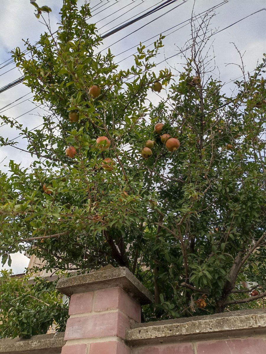 взрослое гранатовое дерево с созревающими плодами, личное фото автора канала