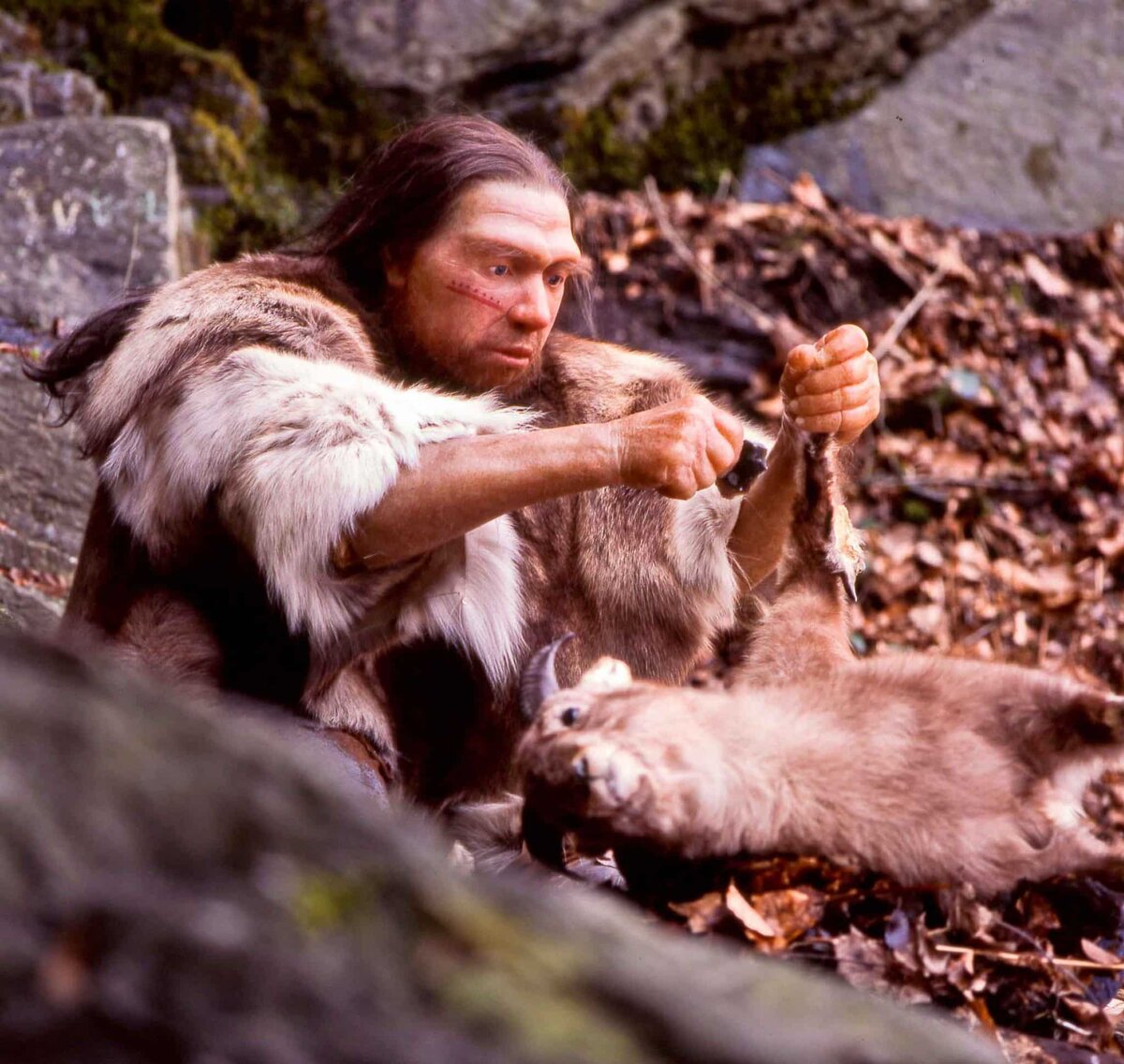    Скульптура-реконструкция неандертальца, разделывающего козу / © Neanderthal Museum