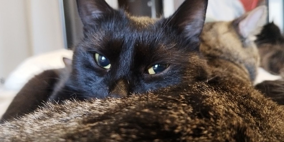 Есть ли шанс у куратора пристроить этого малыша, если он не такой, как все