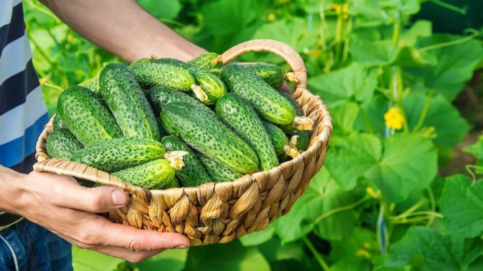  Вот что получается, когда выбираешь правильные сорта