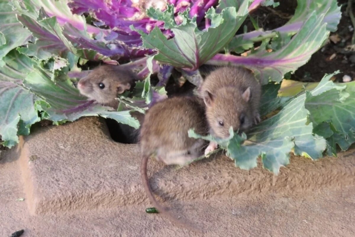    Ведь грызуны могут переносить и распространять различные болезни, которые представляют опасность для здоровья человека.