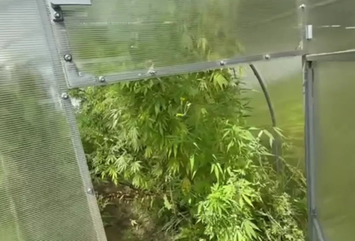    Полтысячи кустов конопли высадил у себя на даче безработный хабаровчанин