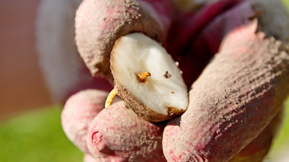 Обрабатываю землю в октябре домашними составами. 6 рецептов очищают почву от личинок за месяц