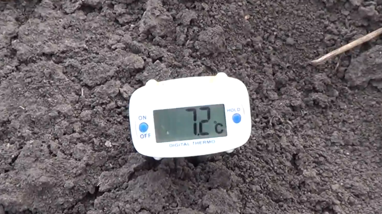 Слежу за температурой земли — при +8°C растворы действуют лучше всего