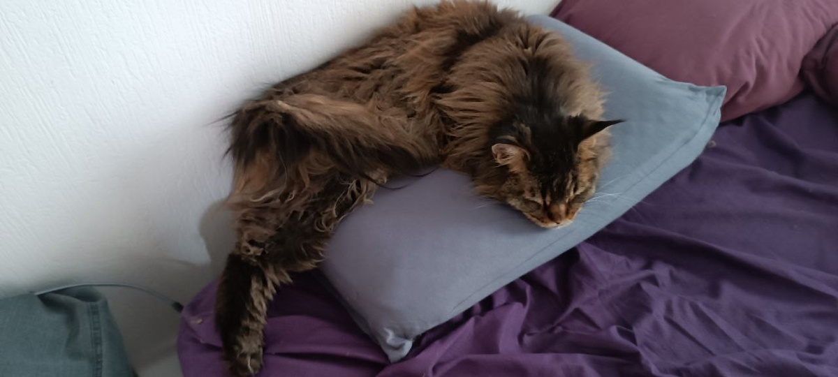 А тут я Грозного кошемяуры иногда прогоняю