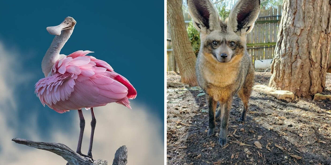 Когда эволюция экспериментирует: 17 самых странных обитателей Земли