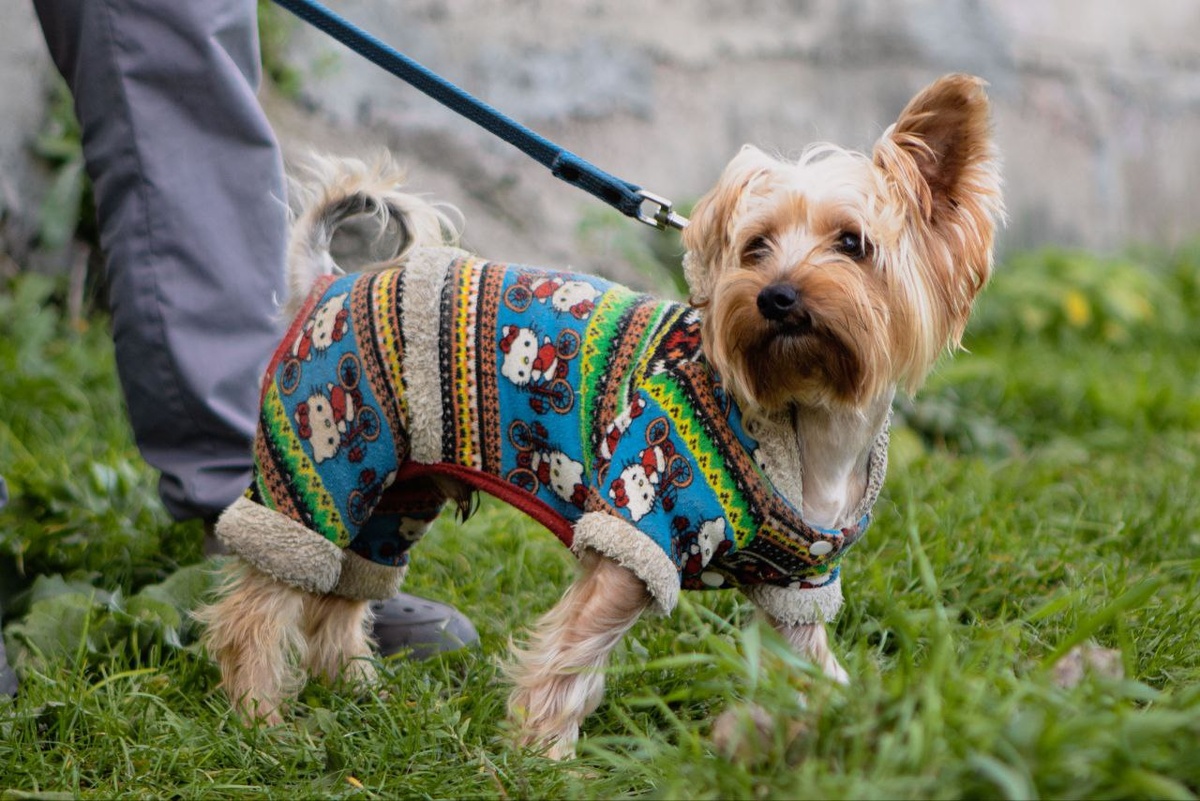 История Тэдди пронизана болью и предательством...