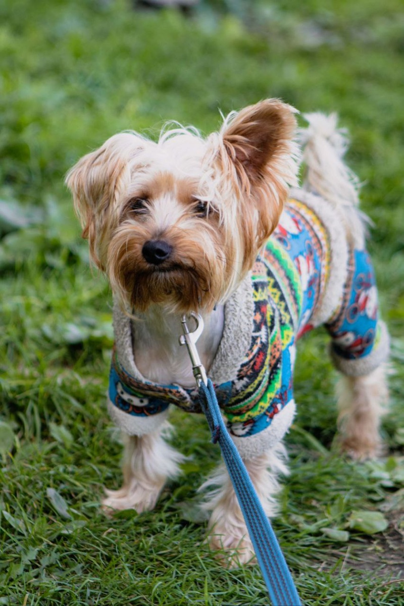 Необходимая терапия для Тэдди будет пожизненной...