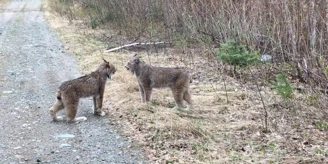 Классные и очень удивительные виды Рыси!