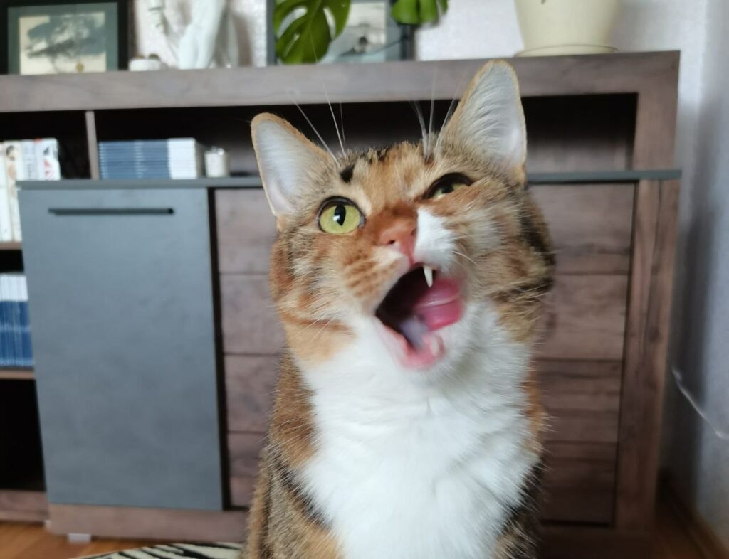    Фото: sn-gazeta.ru Елена Воронцова