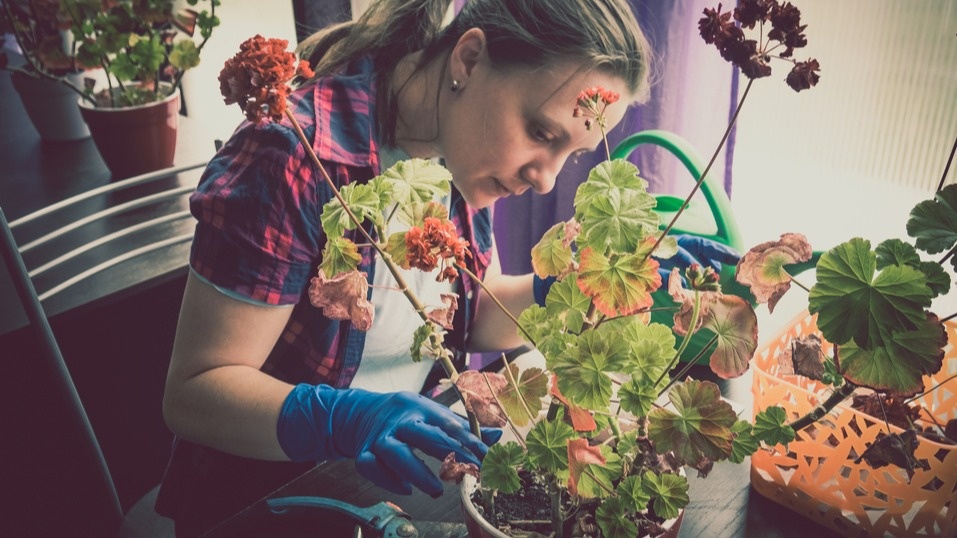 Обрезал комнатную герань за 15 минут в октябре. Пышно цветет