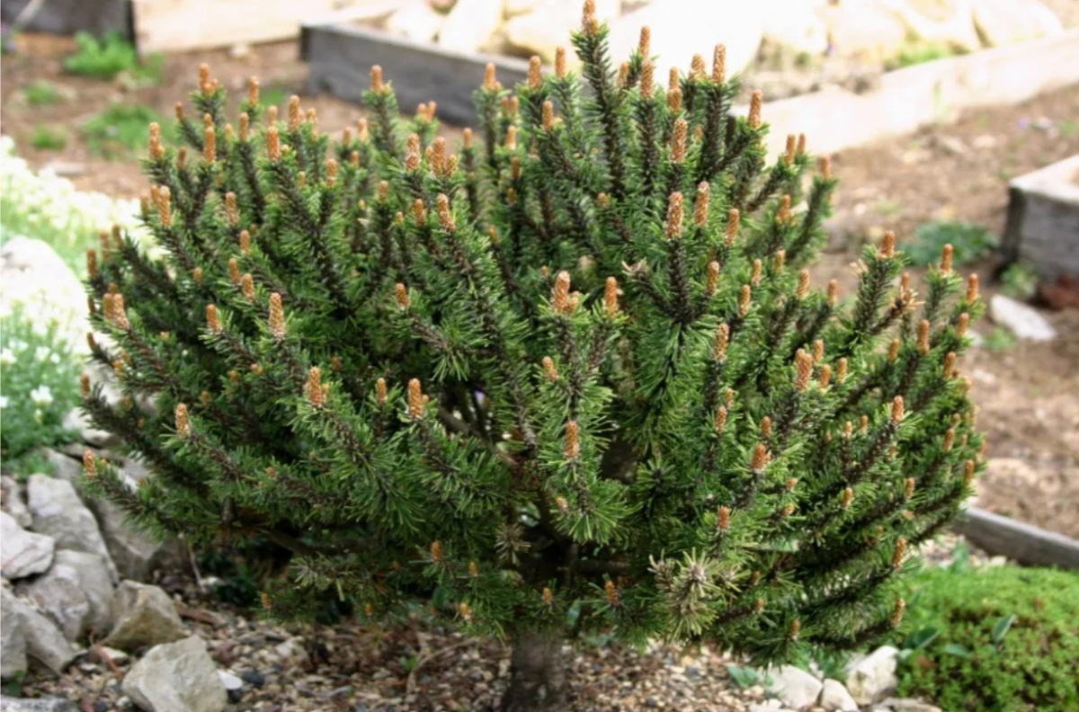 Фото с интернета 