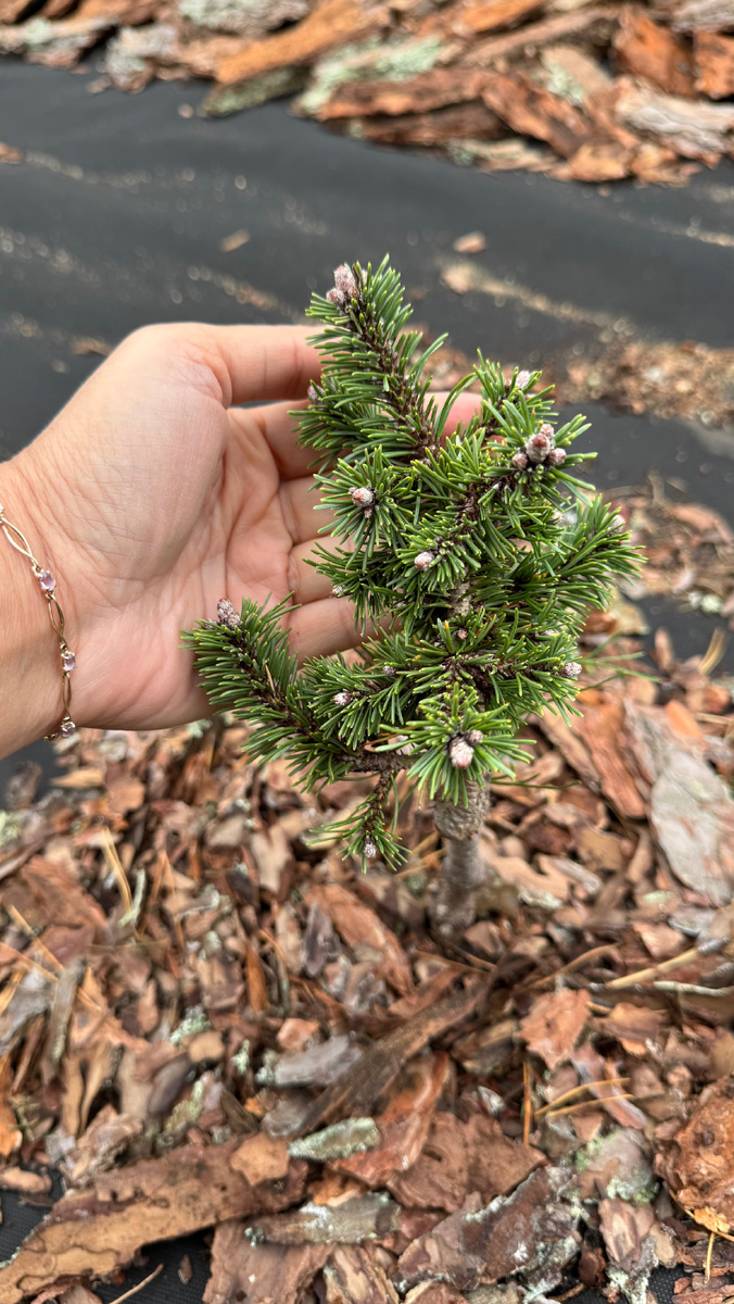 Pinus mugo ‘Kissen’, саженец высотой около 20 см