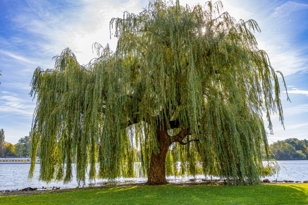 Источник фото shutterstock.com