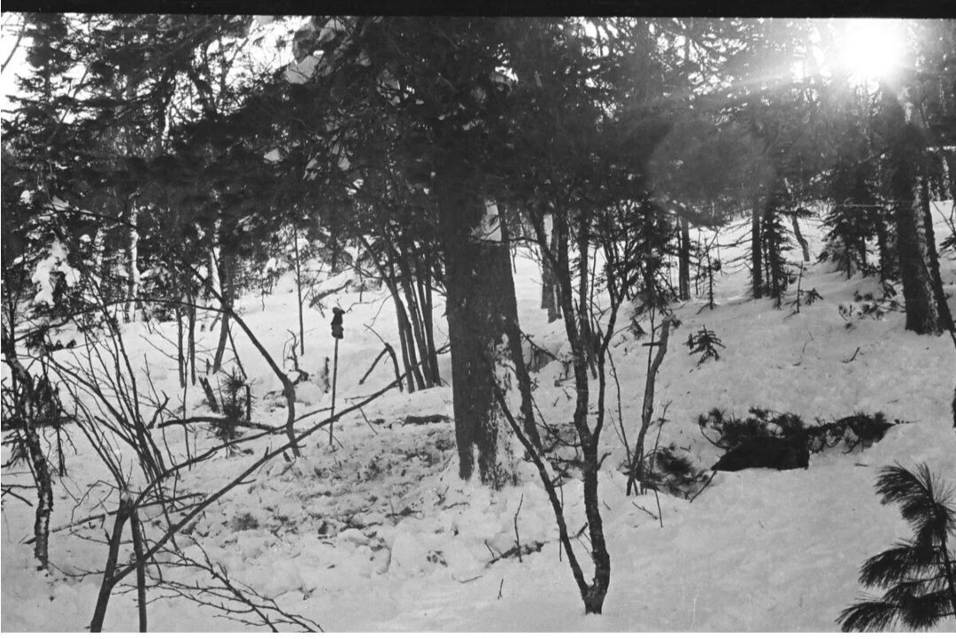 Фото 2  У кедра