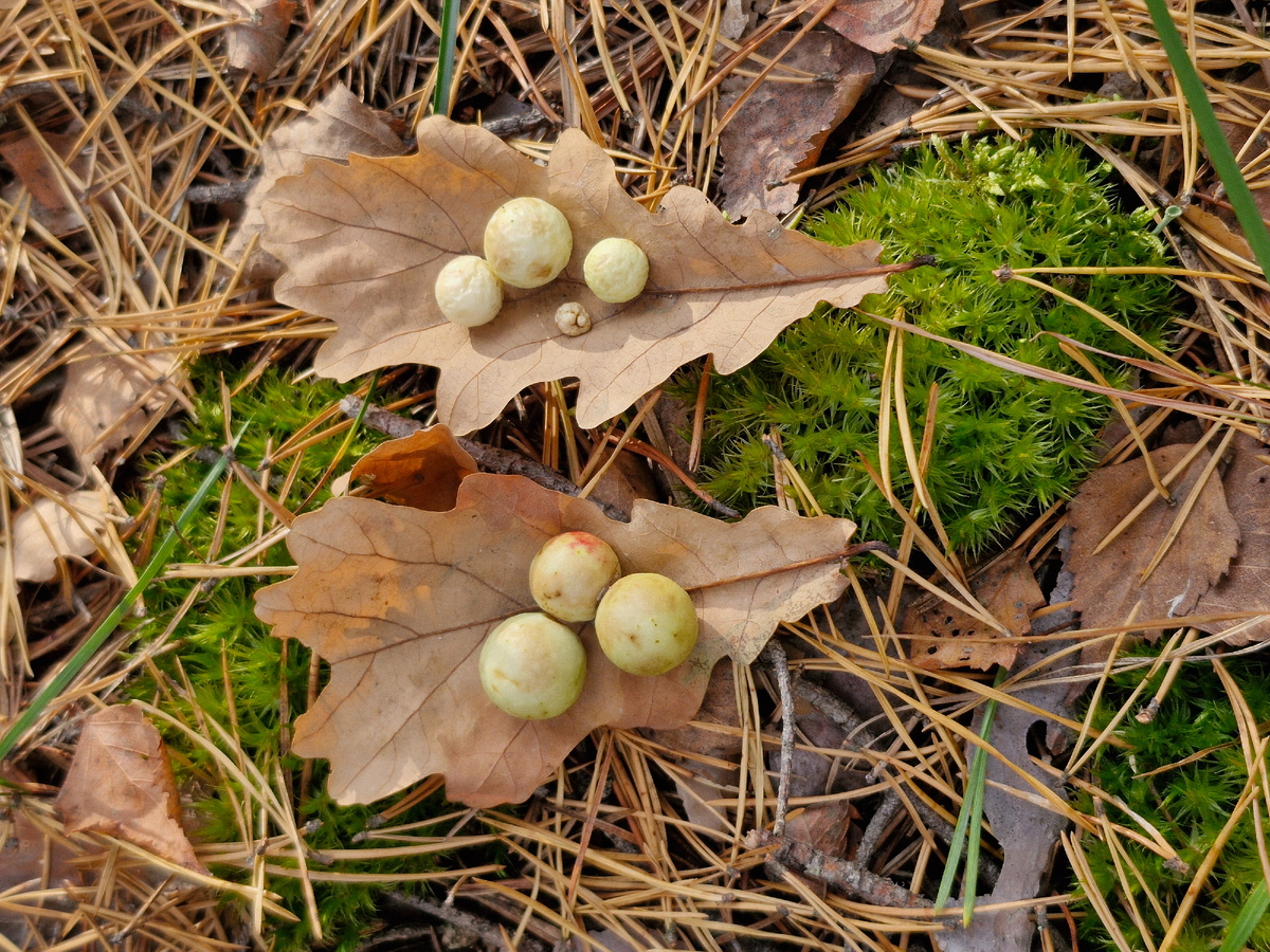Галлы орехотворки на листьях дуба