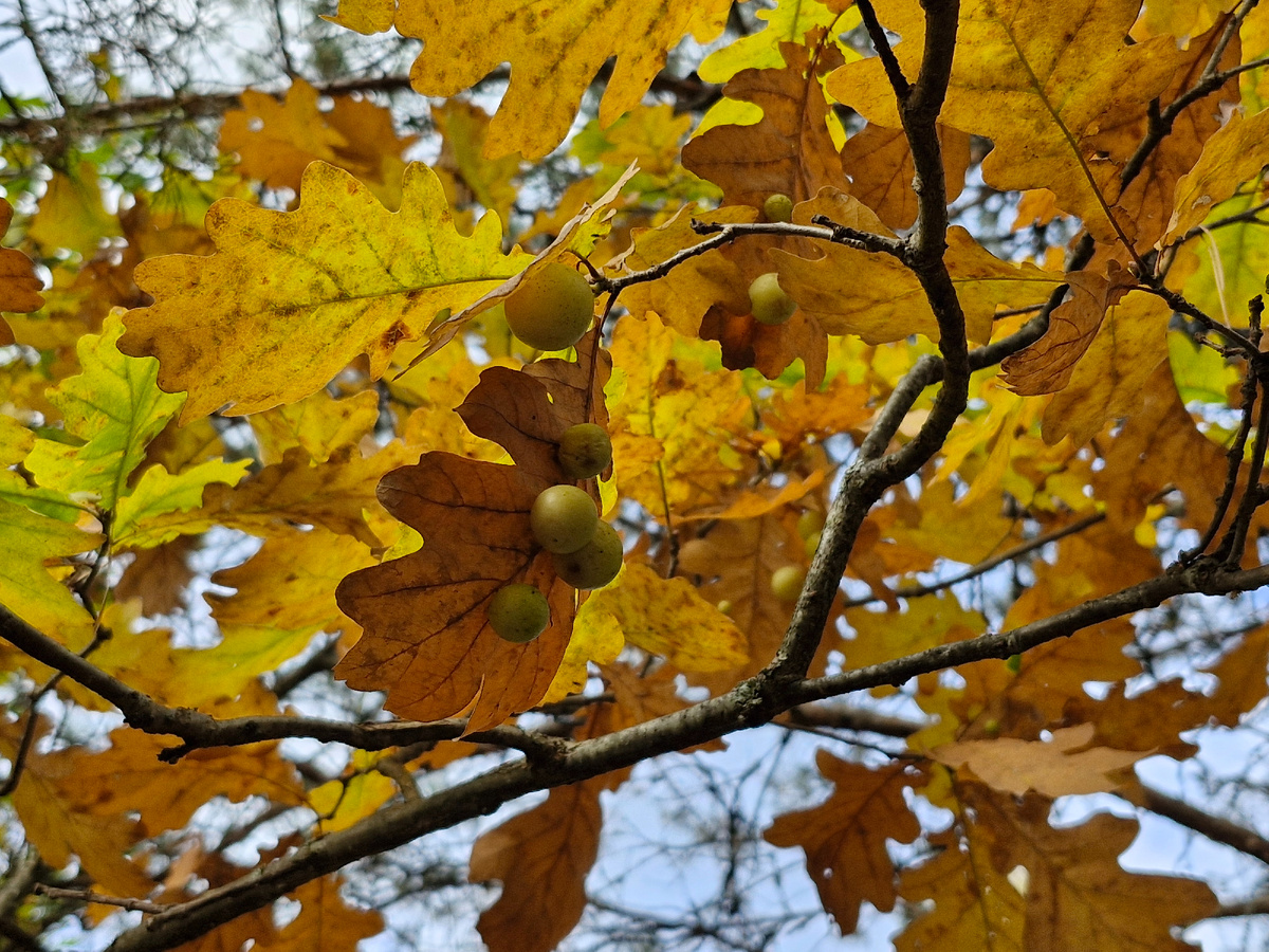 Галлы орехотворки на листьях дуба
